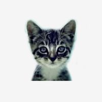 welovecatsand